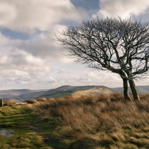  DSC5482 2 Sycamores Crookstone Hill On Way To Hope Cross  2